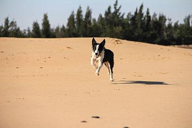 《自行车修理师模拟器2023》预告片 2023年初发售
